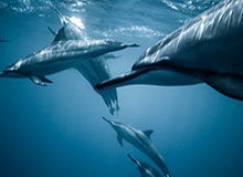 开云平台登录-河北五超·微视频｜辛集硬核球迷王明辉 车轮滚滚 全是热爱